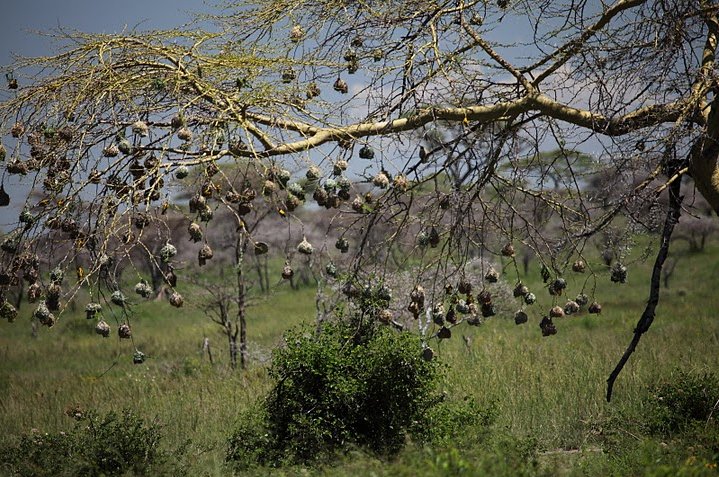 Photo Balloon safari Serengeti reserves