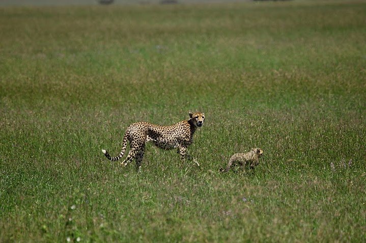 Photo Balloon safari Serengeti Ngorogoro