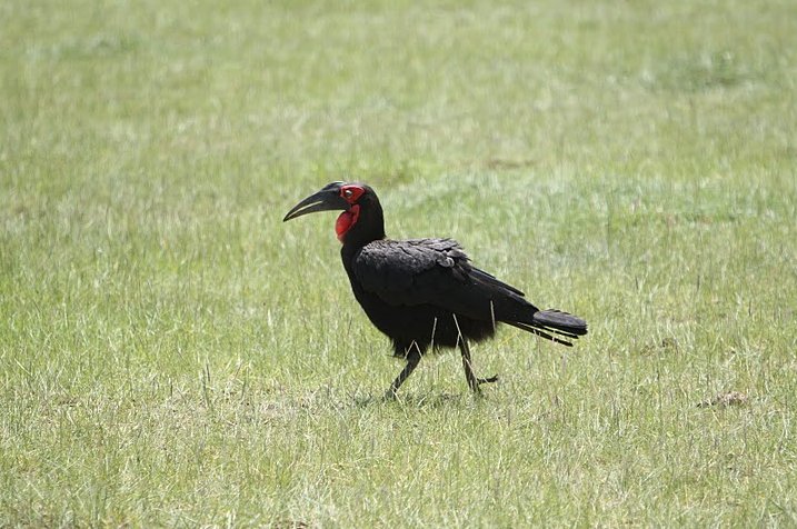 Balloon safari Serengeti Karatu Tanzania Travel Blog