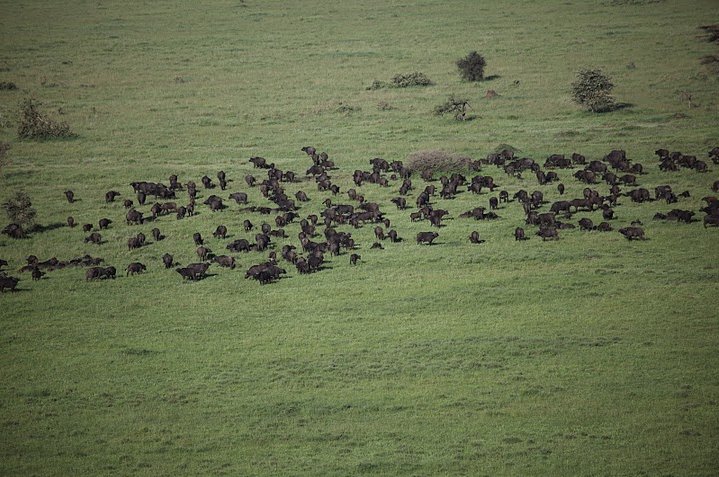 Photo Balloon safari Serengeti arranged