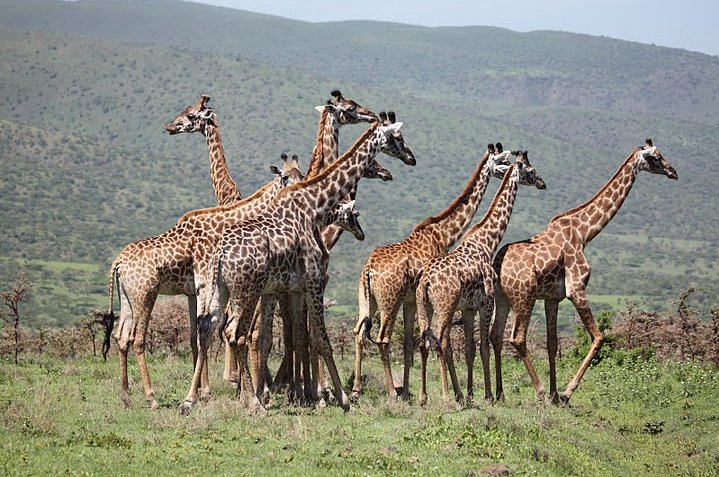 Balloon safari Serengeti Karatu Tanzania Album