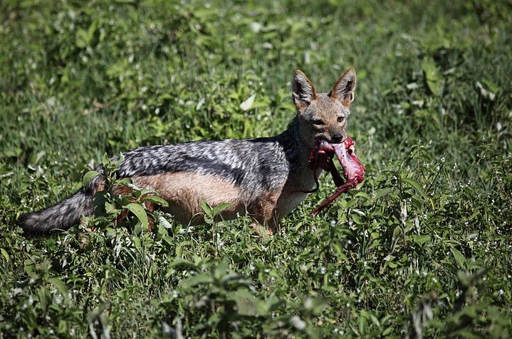 Karatu Tanzania 