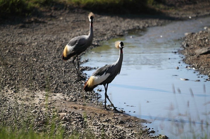 Balloon safari Serengeti Karatu Tanzania Blog Information