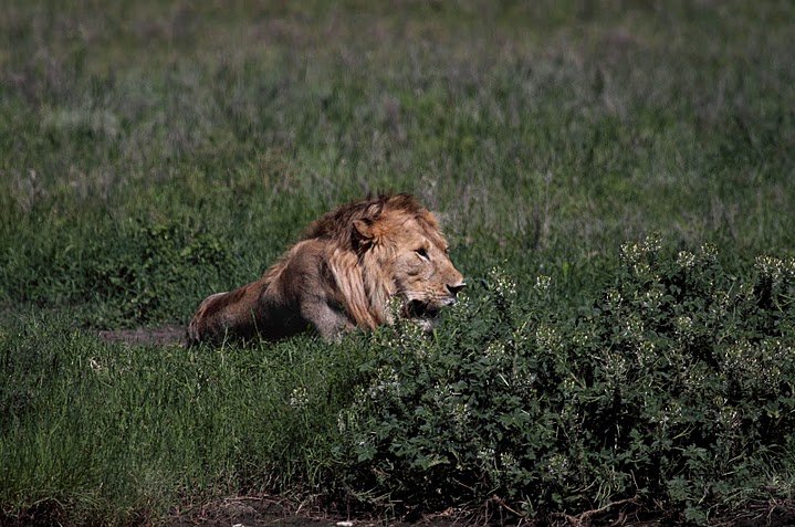 Photo Balloon safari Serengeti forward