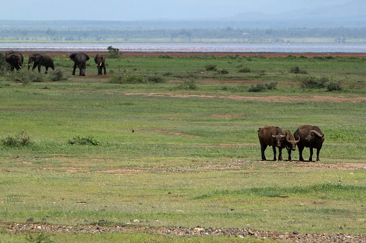 Photo Balloon safari Serengeti almost