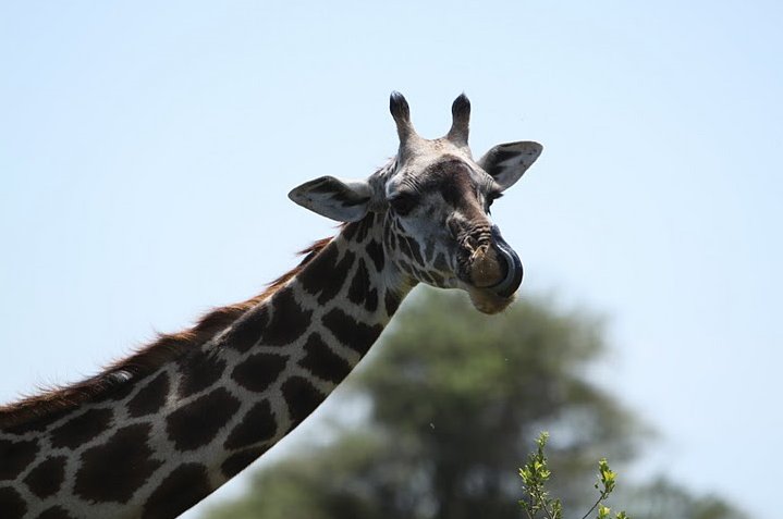 Photo Balloon safari Serengeti experience