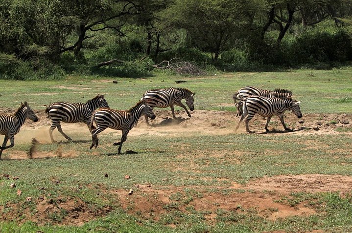 Photo Balloon safari Serengeti around