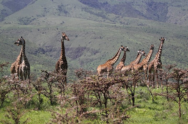 Balloon safari Serengeti Karatu Tanzania Vacation Pictures