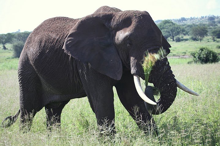 Balloon safari Serengeti Karatu Tanzania Trip Pictures