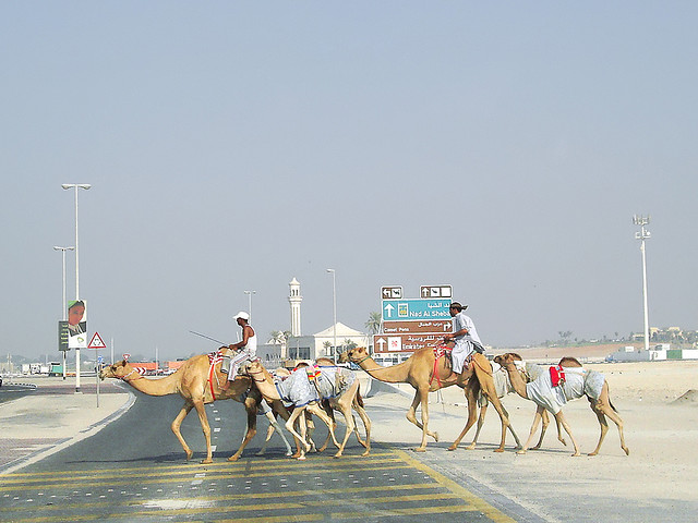 Dubai camels Dubai United Arab Emirates Middle East