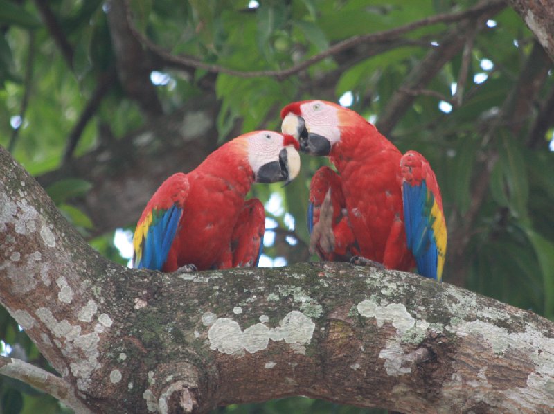 Photo Arenal Volcano National Park wildlife