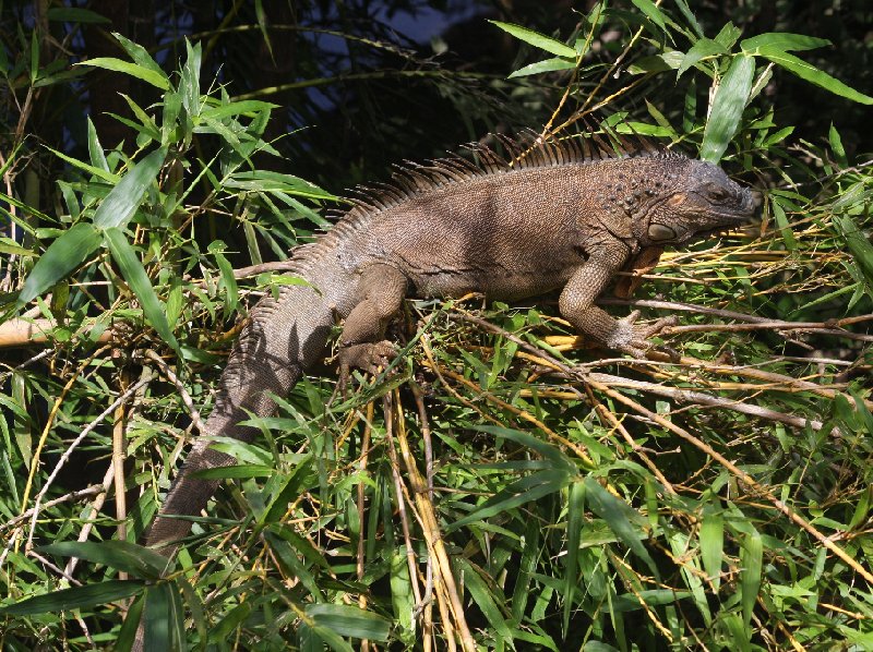 Laguna de Arenal Costa Rica 