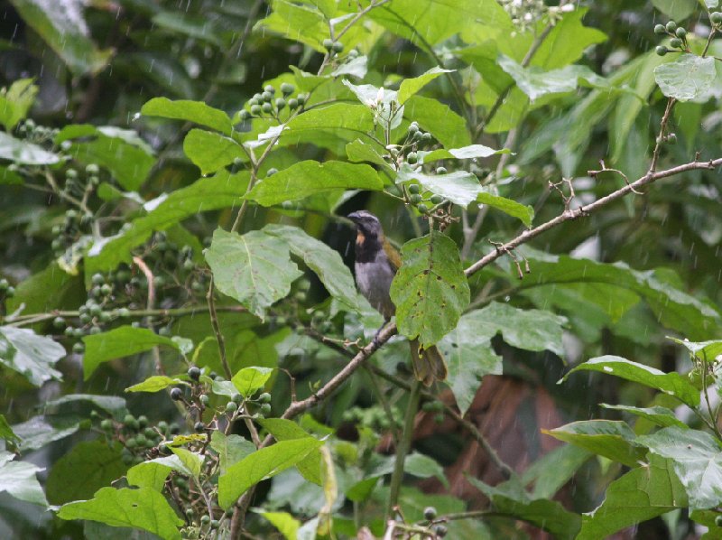   Laguna de Arenal Costa Rica Diary Picture