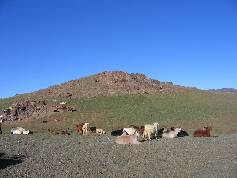 Photo The Gobi Desert in Mongolia travel