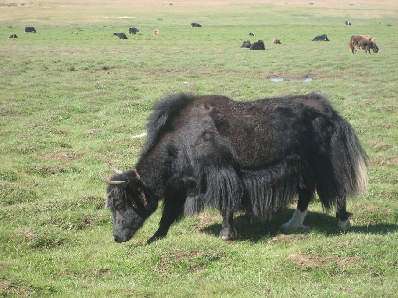 The Gobi Desert in Mongolia Kharkhorin Diary Photography