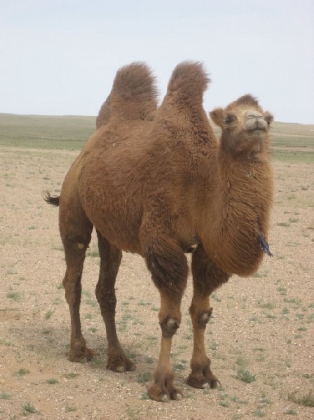 Photo The Gobi Desert in Mongolia camping