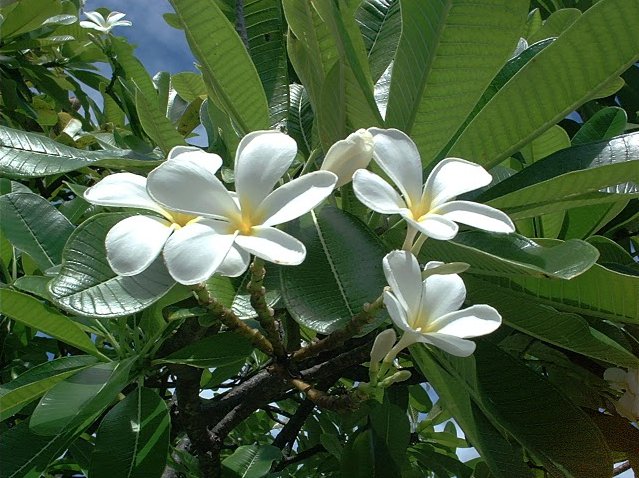 Majuro Atoll Marshall Islands 