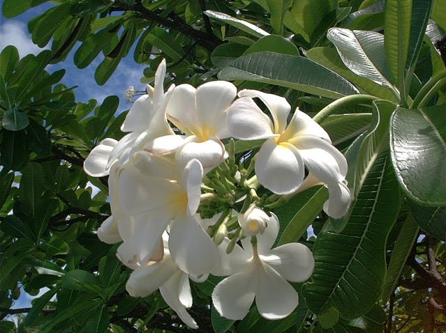 Majuro Atoll Marshall Islands 