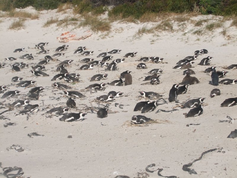 Cape Town Coastline South Africa Information