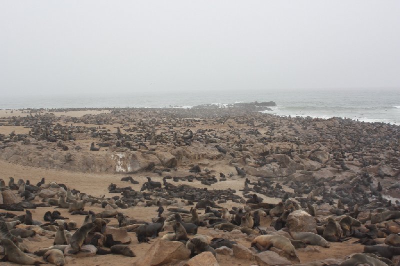   Cape Cross Namibia Picture