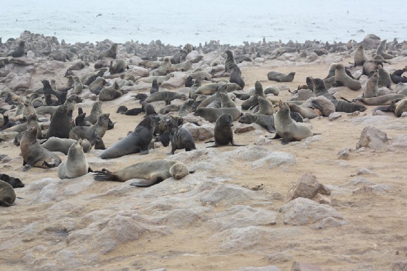 Cape Cross Namibia 