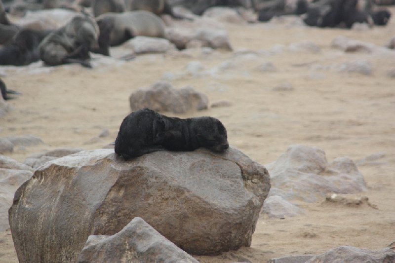   Cape Cross Namibia Diary Photo