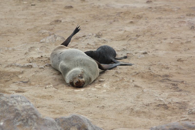 Cape Cross seal reserve Namibia Travel Experience