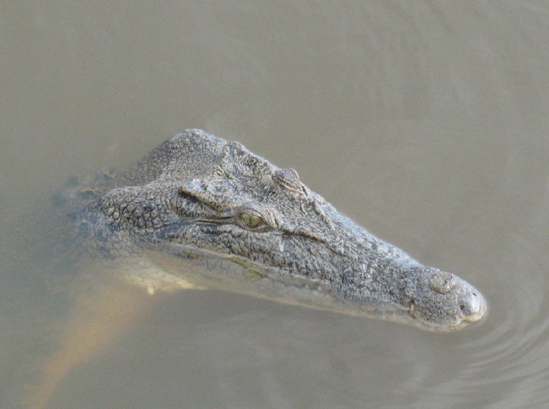 Jumping crocodiles in Darwin Australia Blog Adventure