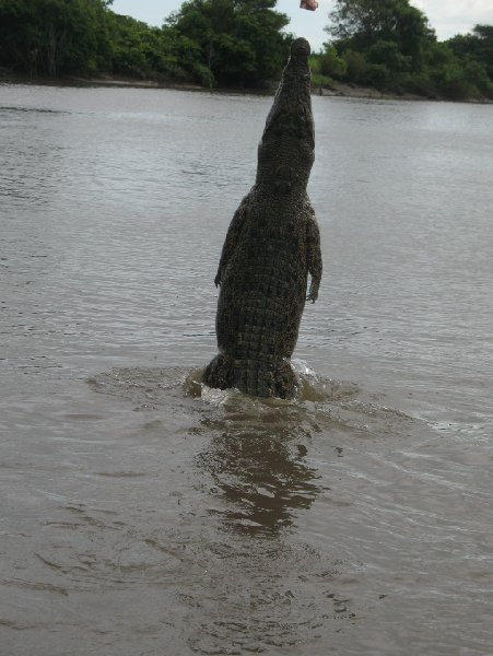 Jumping crocodiles in Darwin Australia Vacation Adventure