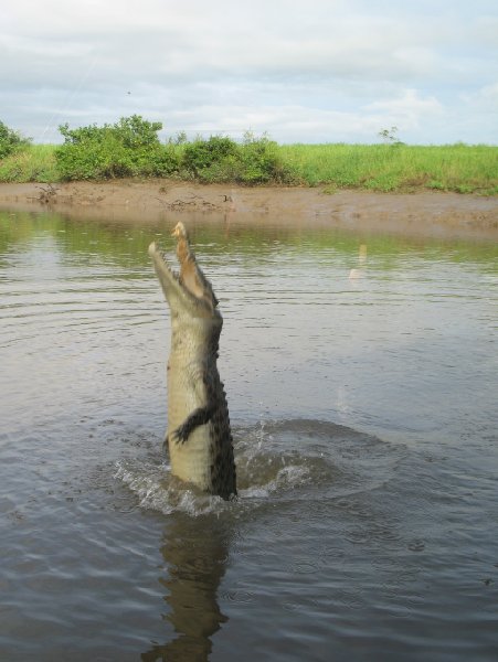 Jumping crocodiles in Darwin Australia Review Picture