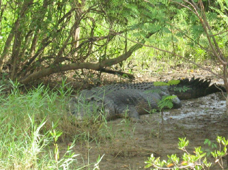 Jumping crocodiles in Darwin Australia Vacation Tips