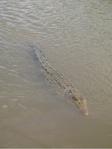 Jumping crocodiles in Darwin Australia Holiday