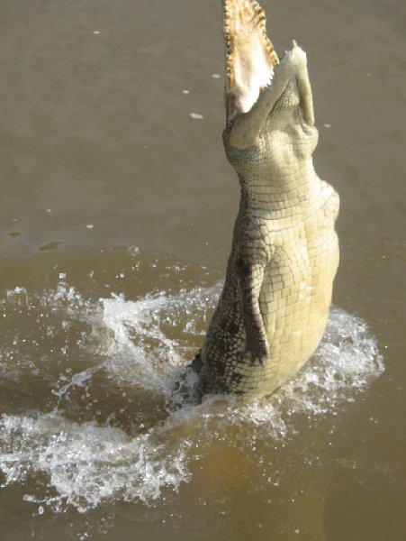 Jumping crocodiles in Darwin Australia Vacation