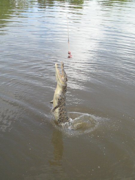 Jumping crocodiles in Darwin Australia Vacation Information