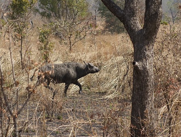 Benin Wildlife Safari Tour Tanguieta Travel Blogs