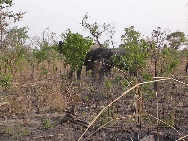 Benin Wildlife Safari Tour Tanguieta Photographs