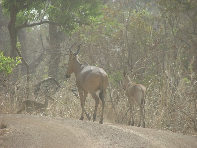 Photo Pendjari National Park safari