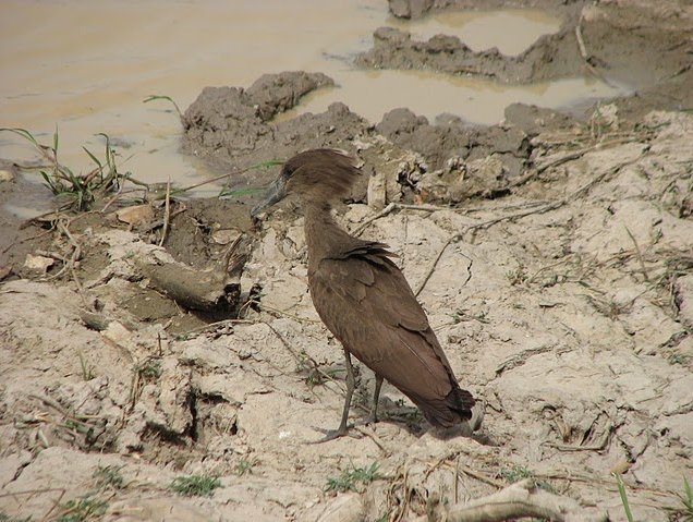 Benin Wildlife Safari Tour Tanguieta Blog Photography