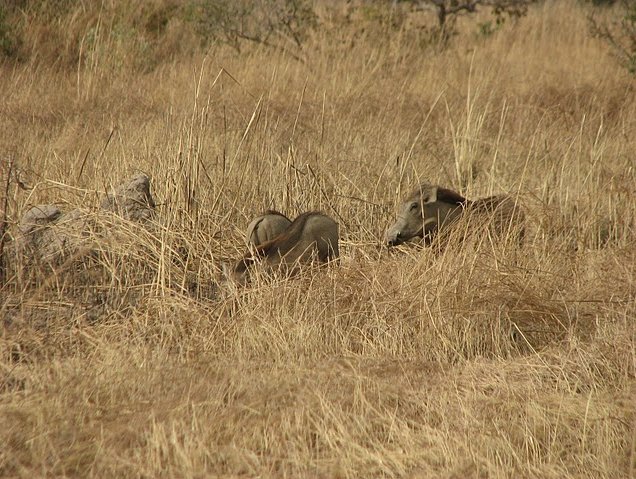 Benin Wildlife Safari Tour Tanguieta Review Gallery