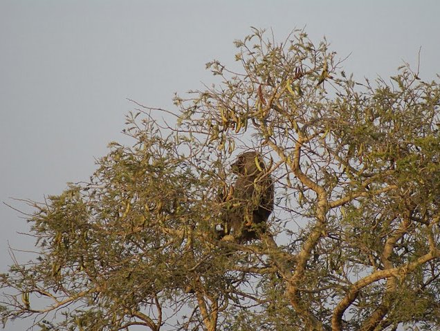 Benin Wildlife Safari Tour Tanguieta Trip Pictures