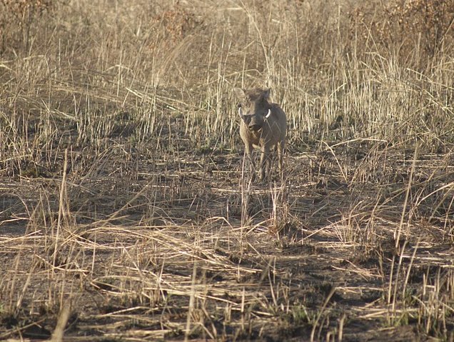 Benin Wildlife Safari Tour Tanguieta Album Sharing