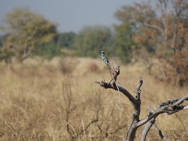 Benin Wildlife Safari Tour Tanguieta Blog Review