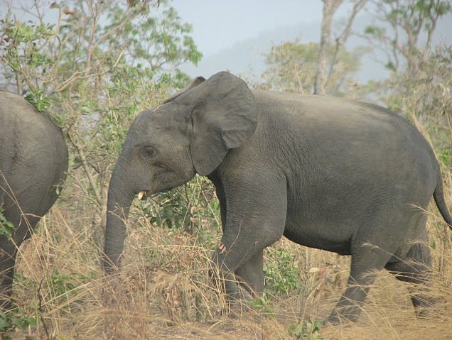 Benin Wildlife Safari Tour Tanguieta Travel Photos