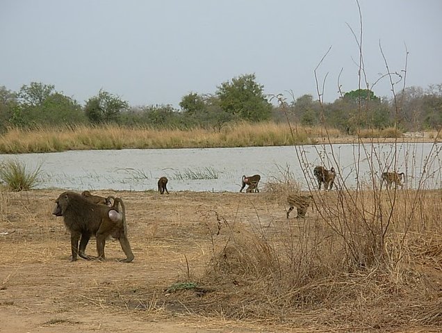 Benin Wildlife Safari Tour Tanguieta Holiday Adventure