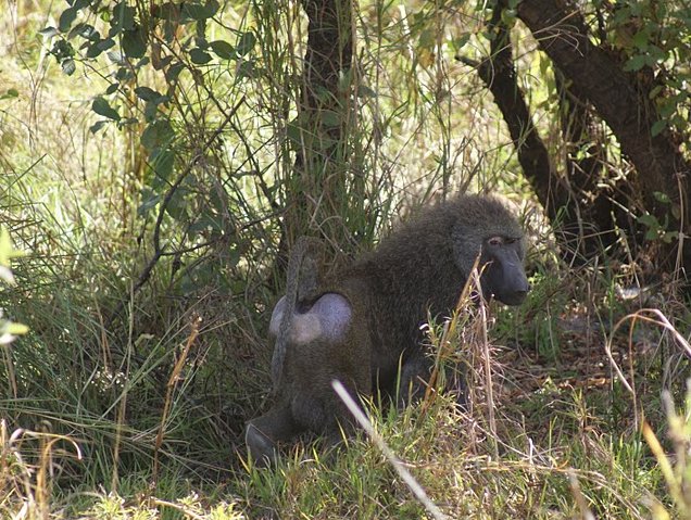 Benin Wildlife Safari Tour Tanguieta Trip Photos