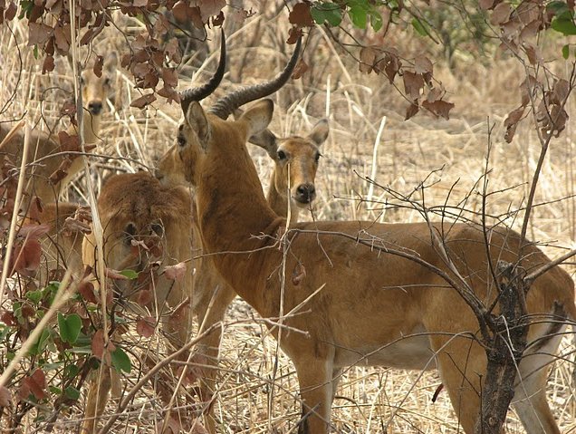 Benin Wildlife Safari Tour Tanguieta Pictures