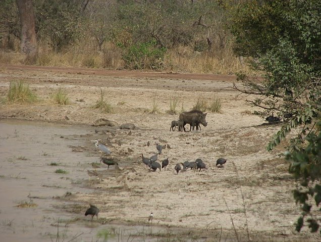 Benin Wildlife Safari Tour Tanguieta Trip Guide