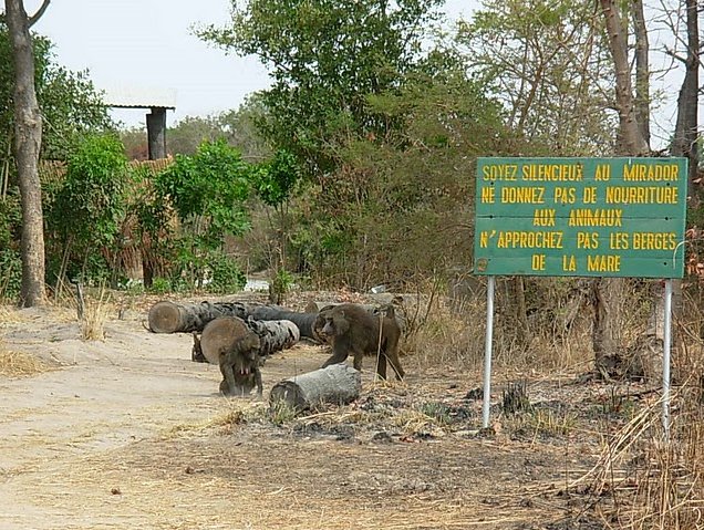 Benin Wildlife Safari Tour Tanguieta Travel Guide