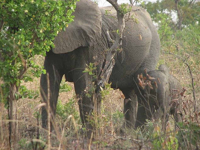 Benin Wildlife Safari Tour Tanguieta Trip Photographs