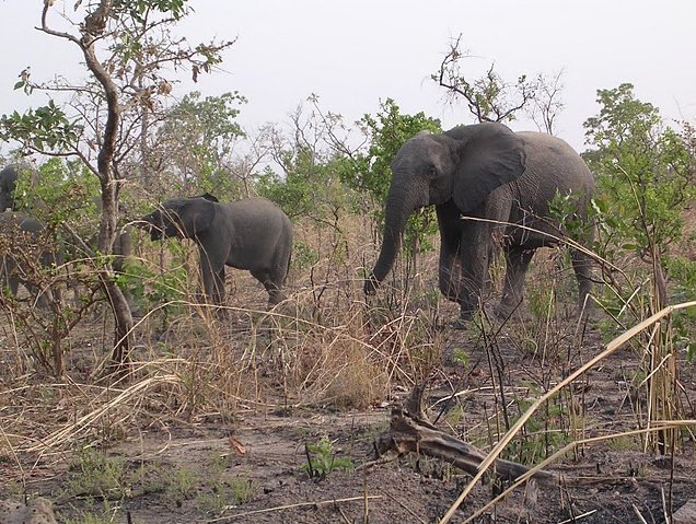 Benin Wildlife Safari Tour Tanguieta Holiday Experience